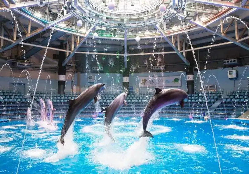 수족관 돌고래 쇼