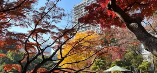 도쿄 단풍